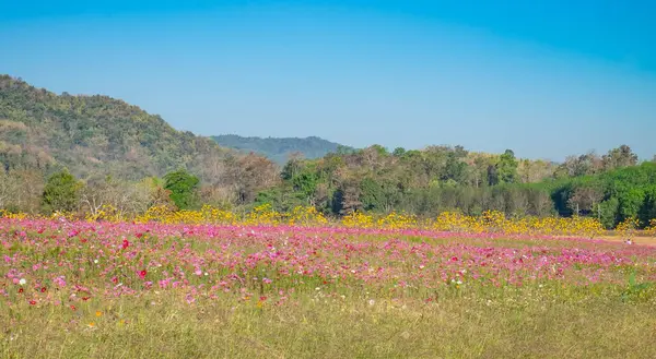 Kozmos çiçeği ve bulutlu yeşil çayır, Singha Park bahçesinde dinlenmek için taze alan, Tayland 'ın kuzeyindeki Chaing Rai..