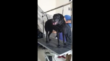 Tımarcı kendi siyah Labrador Retriever 'ını tımar masasında fırçalıyor.