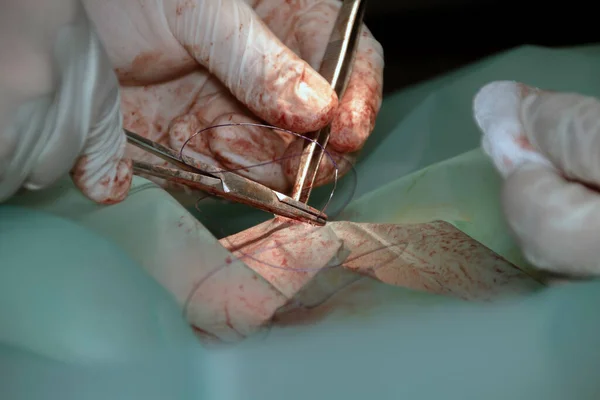 A veterinary surgeon performing sterilization surgery on a female dog using forceps, clamps, scissors and suture material