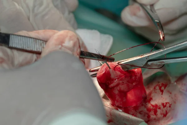 Veterinární Chirurg Provádějící Sterilizační Operaci Fence Pomocí Kleští Kleští Nůžek — Stock fotografie