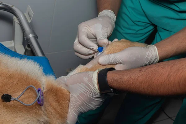 A veterinary surgeon placing an intravenous catheter in a dog before beginning sterilization surgery