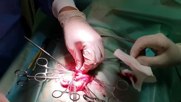 Ветеринарный Хирург Выполняющий Стерилизацию Собаки Помощью Щипцов Зажимов Ножниц Швов — стоковое видео