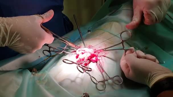 兽医用钳 剪刀和缝合线材料对一只雌性狗进行绝育手术的兽医 — 图库视频影像