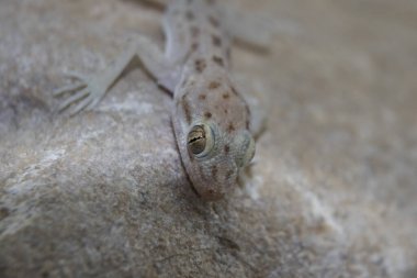 Açık renkli bir evin makro fotoğrafı. Gecko kayanın üzerinde.