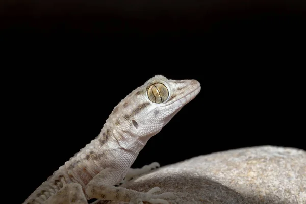 Una Macrofotografía Una Casa Común Color Claro Gecko Una Roca — Foto de Stock