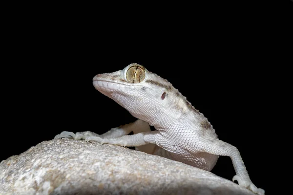 Una Macrofotografía Una Casa Común Color Claro Gecko Una Roca —  Fotos de Stock