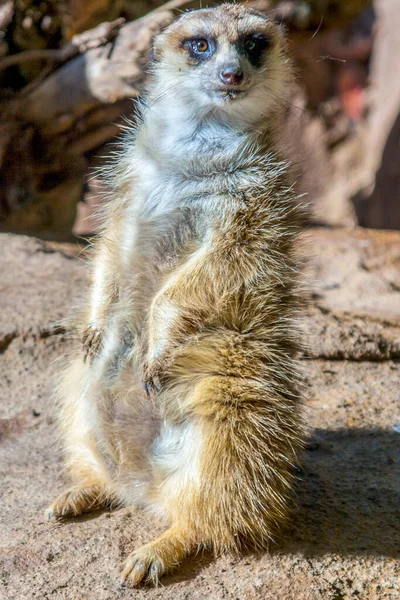 Lindo Meerkat Sentado Una Roca Cálido Sol Africano —  Fotos de Stock