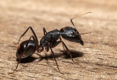 Camponotus Xerxes 'in Macro fotoğrafı, Birleşik Arap Emirlikleri' nde bulunan dev siyah karınca.