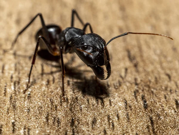 Macro Fotografia Camponotus Xerxes Formica Nera Gigante Trovata Negli Emirati — Foto Stock