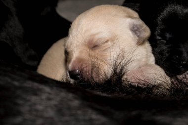 Labrador Retriever yavruları annelerinden emzirildikten sonra uyuyorlar.