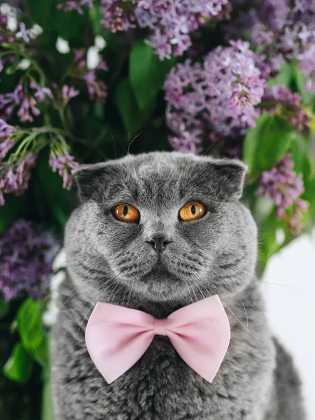 Gray scotland year.With yellow eyes. With a pink butterfly on the neck.Portrait of a pet. In the background are lilac flowers with green leaves. The cat has a pleased look. He is happy.Pet accessories