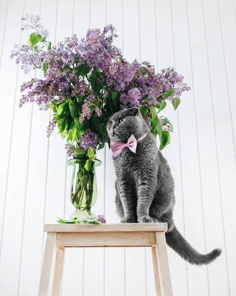 Katten Sidder Sidelæns Stolen Pink Sommerfugl Halsen Gule Øjne Grå - Stock-foto