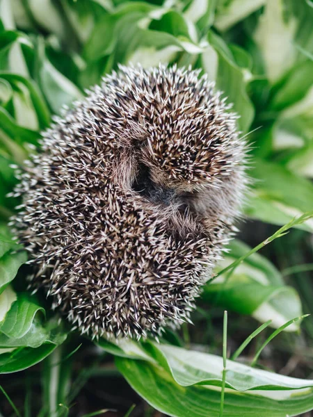The little hedgehog curled into a ball. Lies on beautiful leaves. Green and white. Frame on top. The nose and paws are visible. The background is green.wild animals