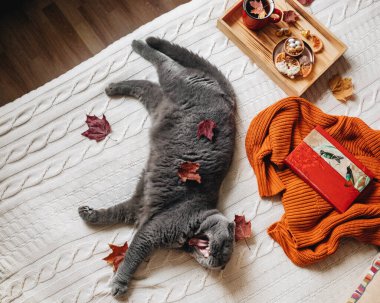 Tembel gri kedi esniyor. Hayvan beyaz örülü bir battaniyenin üzerinde yatıyor. Yanında turuncu bir kazak ve çay ve şekerli ahşap bir tepsi var. Kırmızı ve sarı akçaağaç yaprakları her yerde. Tembel ruh hali. Sonbahar 