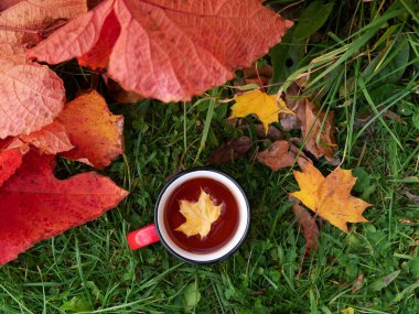 Akçaağaç sarı yaprağı sıcak çayla kırmızı bardakta yüzer. Kupa, yabani üzümlerin kırmızı yapraklarının yanında çimlerin üzerinde duruyor. Dışarıda çay iç. Kanada sembolü. Sonbahar içkisi. Sonbahar pikniği. sonbahar düz derisi.