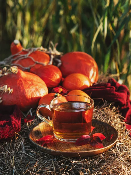 Tea in a transparent cup is on a wooden plate on a haystack. In the background are orange pumpkins. Autumn weather. Drink tea in nature. Hot autumn drinks. Autumn sunny weather.