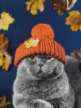 Huysuz gri İskoç bir kedi katlanmış omuz kayışlarıyla örülmüş turuncu bir şapka içinde oturur. Mavi arka plan ve sarı yapraklar. Evcil hayvanlar için kıyafetler. Şapkalı kedi. Sonbahar bunalımı. Hayvanların duyguları..