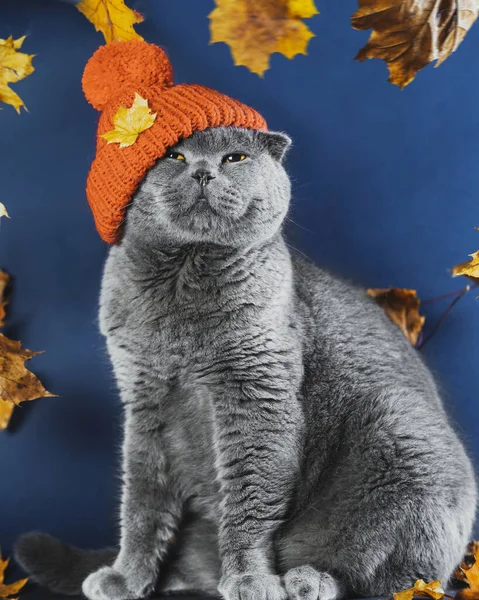 Довольный Серый Шотландский Кот Сидит Вязаной Оранжевой Шляпе Счастливый Кот — стоковое фото