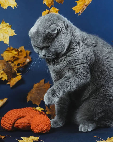 An angry gray Scottish cat raised its paw to strike. The cat does not like to wear a hat. Blue background and yellow leaves. Clothes for pets. The cat in the hat. Autumn blues. Emotions of animals.
