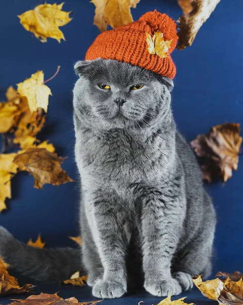 Disgruntled Gray Scottish Cat Sits Knitted Orange Hat Piss Cat — стоковое фото