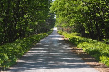 Çernobil sınırlama bölgesinde yol, yaz mevsimi, Ukrayna