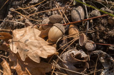 Çernobil sınırlama bölgesinde bahar mevsimi, Ukrayna 'da meşe yaprağı ve meşe palamudu.