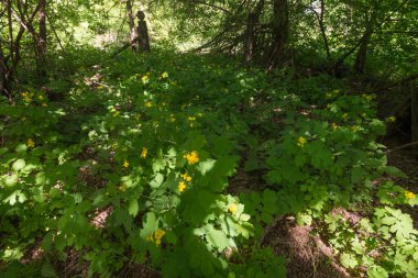 Terk edilmiş köyde aşırı gelişmiş bahçe, Çernobil Yasaklama Bölgesi, Ukrayna 'da yaz mevsimi