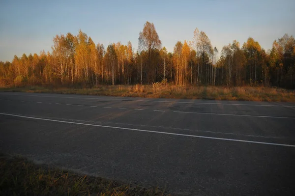Lesní Krajina Černobylu Vyloučená Zóna Silnice Poblíž Jaderné Elektrárny Podzimní — Stock fotografie