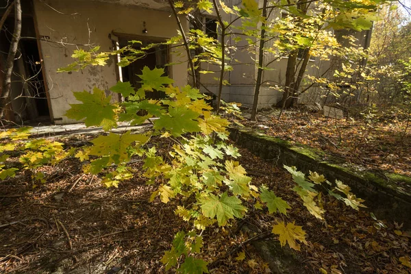 Ahornbaum Der Geisterstadt Pripjat Herbstzeit Der Tschernobyl Sperrzone Ukraine — Stockfoto