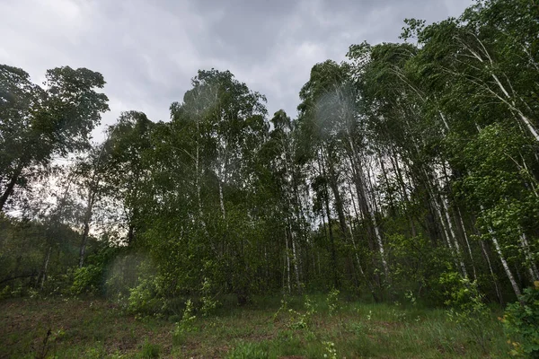 Árvores Vento Zona Exclusão Chernobyl Estação Primavera Ucrânia — Fotografia de Stock