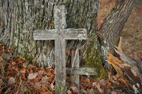 Old Oak Grave Crosses Autumn Season Chernobyl Exclusion Zone Ukraine — Stock Photo, Image