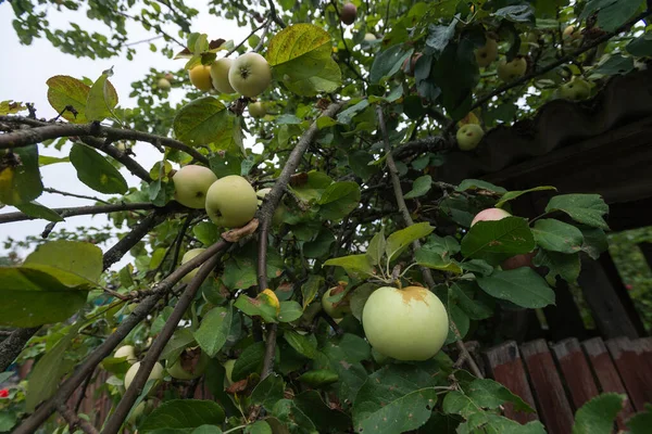 Radioactive Apples Grow Chernobyl Exclusion Zone Summer Season Ukraine — Stock Photo, Image