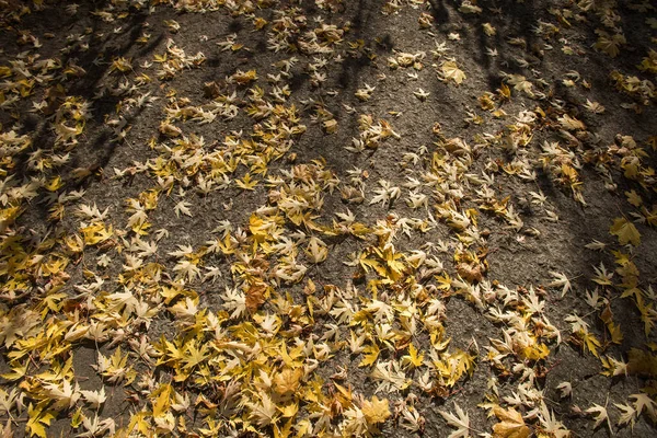 Road Covered Autumn Leaves Ghost Town Pripyat Autumn Season Chernobyl — Stock Photo, Image
