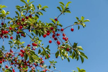Mavi gökyüzünün arka planında yeşil yaprakları olan dallarda olgun kiraz.. 