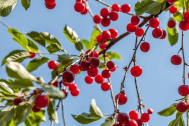 Mavi gökyüzünün arka planında yeşil yaprakları olan dallarda olgun kiraz.. 