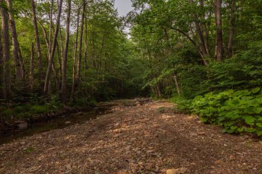Büyük yeşil yapraklı yeşil orman ve taşların arasında küçük bir nehir..