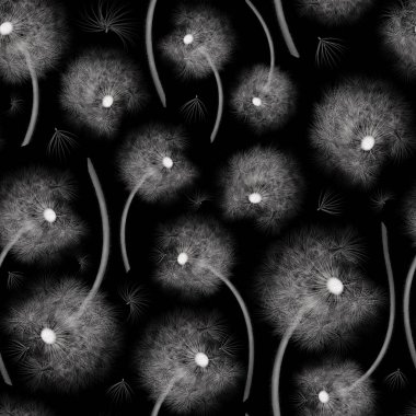 Tasarımınız için siyah arkaplanda beyaz soluk fotoğrafın kusursuz dokusu gerçekçi karahindiba çiçekleri