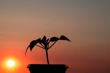 Güzel kırmızı gün batımı, karşı bir çiçek büyür. Yeni bir hayat. Denize karşı.