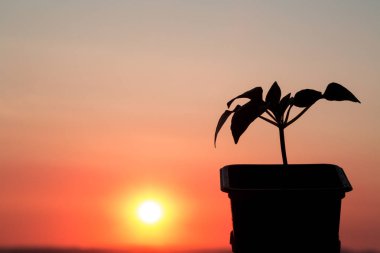 Güzel kırmızı gün batımı, karşı bir çiçek büyür. Yeni bir hayat. Denize karşı.