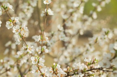 Bir bahar gününde kiraz çiçekleri kalın beyaz-pembe çiçekler dalı. Büyük bahar arka plan