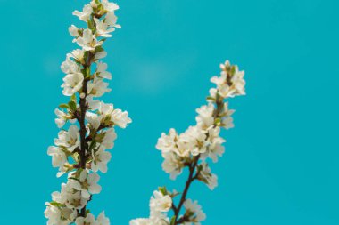 Kayısı dalları üzerinde çiçek açan bahar çiçeği. Bahçede çiçek li. Arka plan