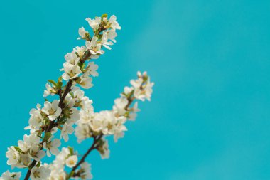 Kayısı dalları üzerinde çiçek açan bahar çiçeği. Bahçede çiçek li. Arka plan