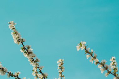 Kayısı dalları üzerinde çiçek açan bahar çiçeği. Bahçede çiçek li. Arka plan