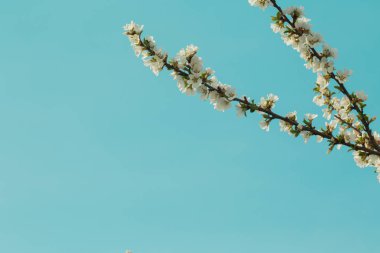 Kayısı dalları üzerinde çiçek açan bahar çiçeği. Bahçede çiçek li. Arka plan