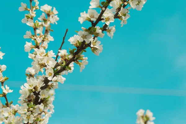 Kayısı dalları üzerinde çiçek açan bahar çiçeği. Bahçede çiçek li. Arka plan