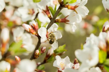 Kiraz çiçekleri güzel bulanık bir arka plan ile bir dal üzerinde çiçek vardır. Hangi arı oturur, nektar toplar