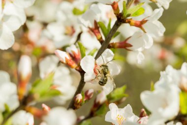 Kiraz çiçekleri güzel bulanık bir arka plan ile bir dal üzerinde çiçek vardır. Hangi arı oturur, nektar toplar