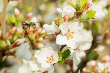 Kiraz çiçekleri güzel bulanık bir arka plan ile bir dal üzerinde çiçek vardır. Hangi arı oturur, nektar toplar