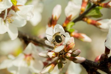 Kiraz çiçekleri güzel bulanık bir arka plan ile bir dal üzerinde çiçek vardır. Hangi arı oturur, nektar toplar