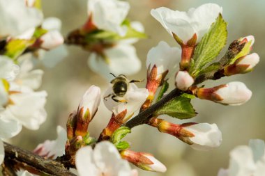 Kiraz çiçekleri güzel bulanık bir arka plan ile bir dal üzerinde çiçek vardır. Hangi arı oturur, nektar toplar